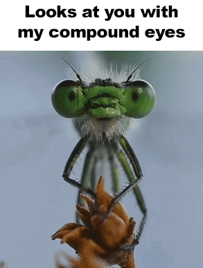 Looks At You Looks At You With My Compound Eyes GIF - Looks At You Looks At You With My Compound Eyes Looking GIFs