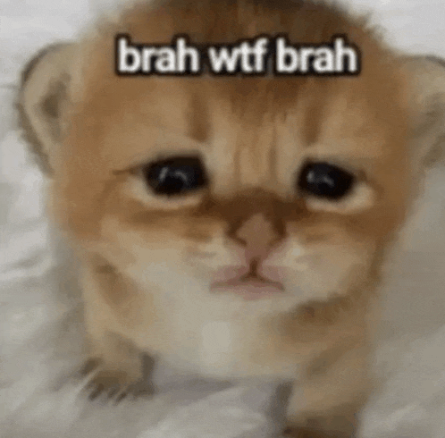 a small kitten is sitting on a bed with a caption that says `` brah wtf brah '' .