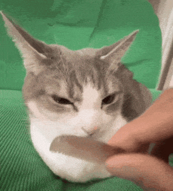 a gray and white cat is being petted by a person on a green couch