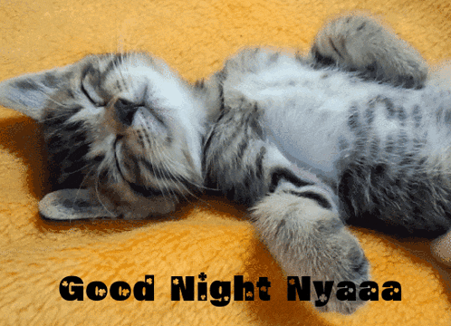 a cat laying on its back with the words " good night nyaaa " written below it