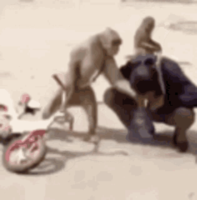 a group of monkeys are playing with a person on a bike .