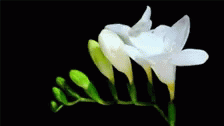 Flower Bloom GIF - Flower Bloom GIFs