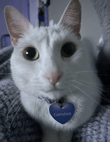 a white cat with a blue tag that says cumshot