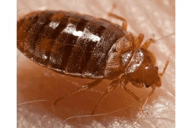 a bed bug is crawling on a person 's skin and looking at the camera .
