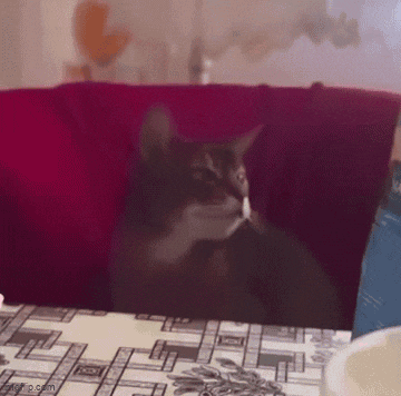 a cat is sitting on a table with a red couch in the background