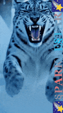 a snow leopard is jumping in the air with its tongue hanging out and the words sparkling star behind it