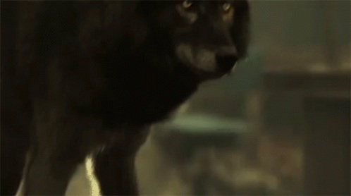 Hemlock Grove Werewolf GIF - Hemlock Grove Werewolf Smile GIFs