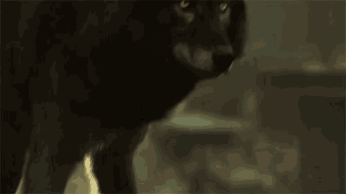 a close up of a black wolf standing in a dark room .