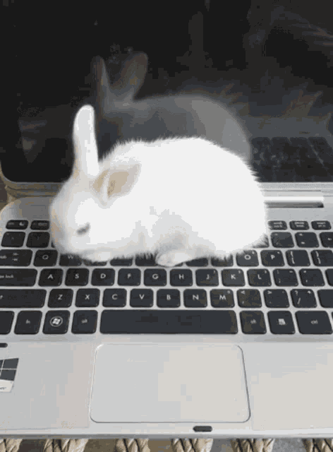 Bunny Laptop GIF - Bunny Laptop GIFs