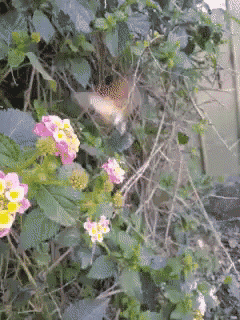 a bird is perched on a bush with flowers and leaves