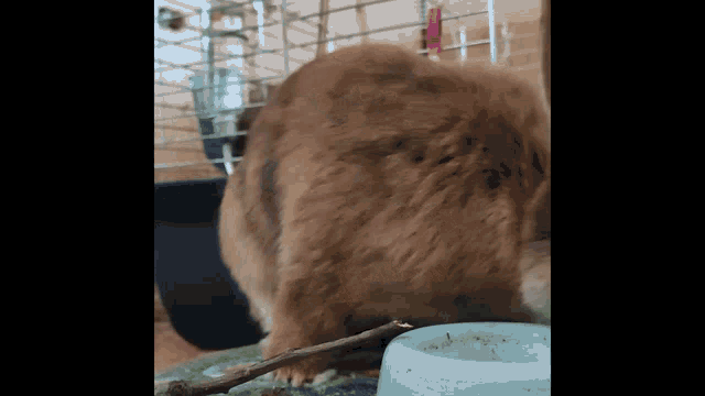 Chewing Bunny GIF - Chewing Bunny Eating Stick GIFs