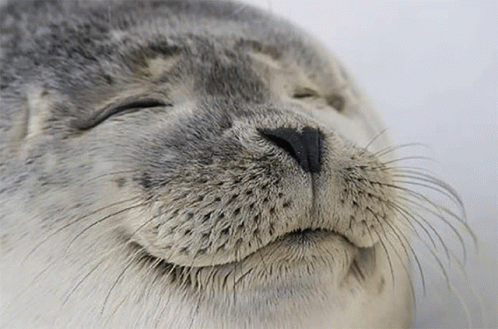 Seal Seal Of Approval GIF - Seal Seal Of Approval Satisfied GIFs