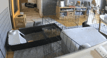 a rabbit in a cage in a living room next to a remote control