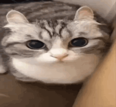 Cat Komaru GIF