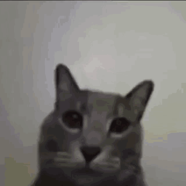a close up of a cat 's face with a white background .