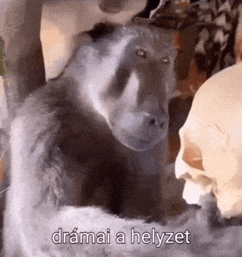 a monkey is standing next to a skull with the words dramai a helyzet written below it .