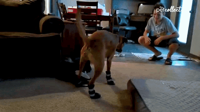 Get Close The Pet Collective GIF - Get Close The Pet Collective Dog GIFs