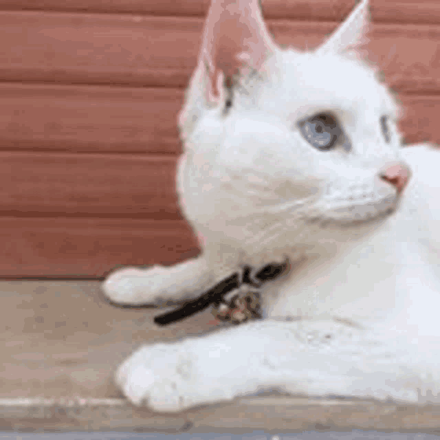 a white cat with blue eyes and a bell around its neck is laying on a bench .
