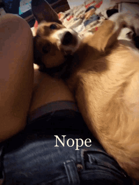 a dog is laying on a person 's lap with the word nope written below it