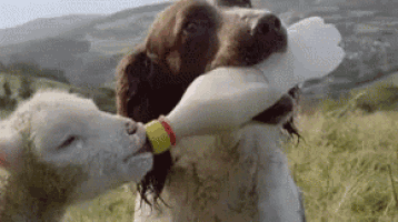 a dog is feeding a sheep a bottle of milk .