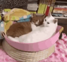 Cats Cuddle GIF - Cats Cuddle Love GIFs