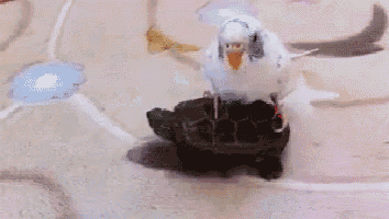 a bird is sitting on top of a turtle on a table .