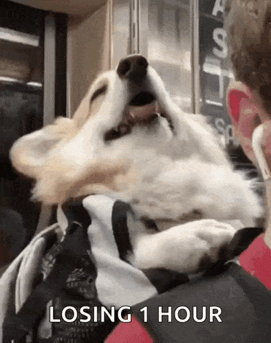 a dog is laying on a person 's lap with the words losing 1 hour below it