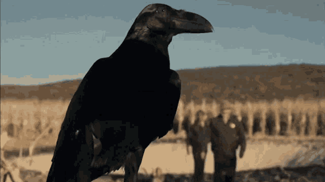 a large black bird with a long beak is standing in a field