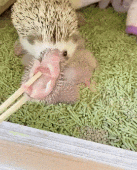 a hedgehog eating a baby hedgehog with chopsticks in its mouth