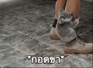 หมีโคอาล่า กอดขา GIF - Leg Hug Hug Leg Please GIFs