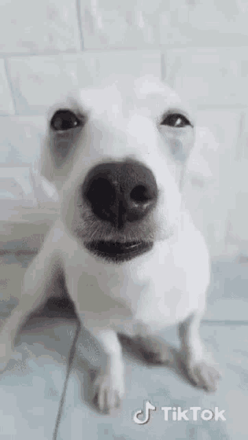 a close up of a white dog looking at the camera .