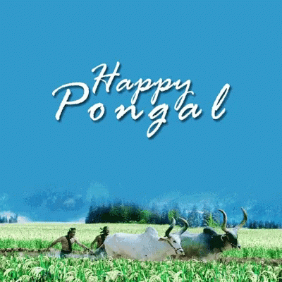 Pongal Happy Pongal GIF - Pongal Happy Pongal Wishing You A Happy Pongal GIFs