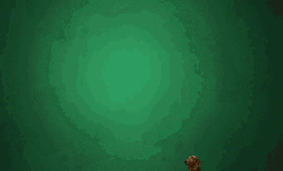 a brown dog with a green background with stars and circles