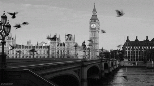 Black And White London GIF - Black And White London Pigeons GIFs