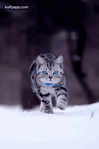 Coming.Gif GIF - Coming Cat Animals GIFs