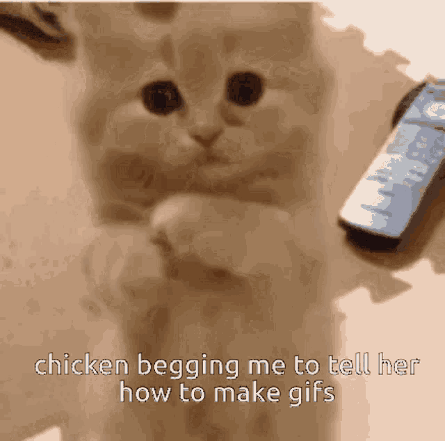 Chickennserver Cat GIF - Chickennserver Cat GIFs