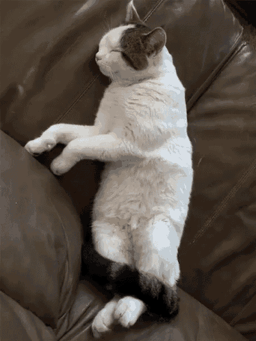 a cat is laying on its back on a couch