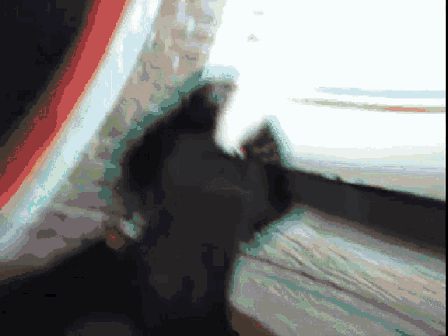 a blurred image of a black cat looking out a window