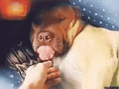 Dog Tongue GIF - Dog Tongue Doggo GIFs