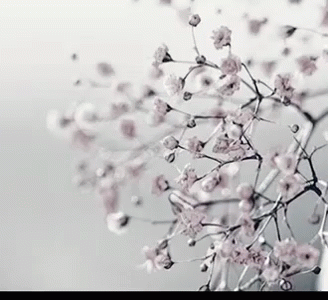 Color Flower GIF - Color Flower Branch GIFs
