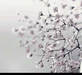 a bunch of flowers are hanging from a tree