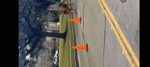 a deer is walking down a street with orange cones on it