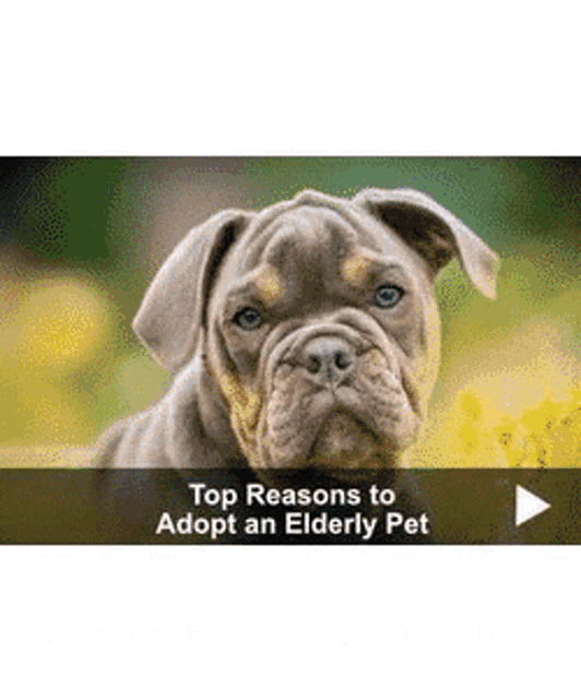 a picture of a dog with the words `` top reasons to adopt an elderly pet '' .