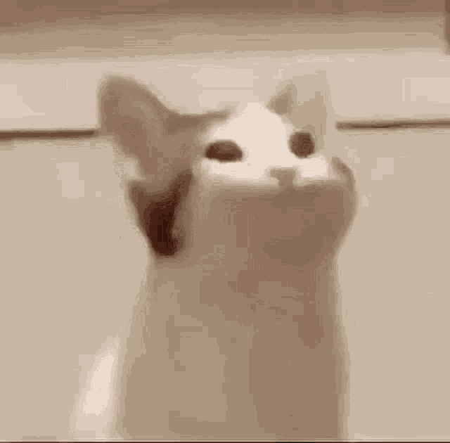 Popcat GIF - Popcat Cat GIFs