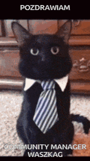 a black cat wearing a tie and collar is sitting on the floor