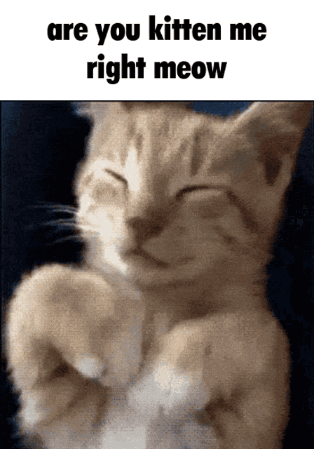 Kitten Meow GIF - Kitten Meow Are You Kidding Me GIFs