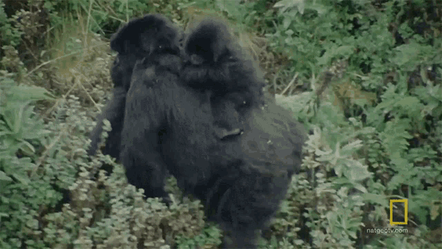 Travelling Gaining The Trust Of The Gorillas GIF - Travelling Gaining The Trust Of The Gorillas World Gorilla Day GIFs
