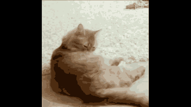 a cat laying on its back with a shoe in the background