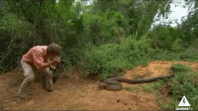 Snake Animal Attack GIF - Snake Animal Attack Snake Attack GIFs