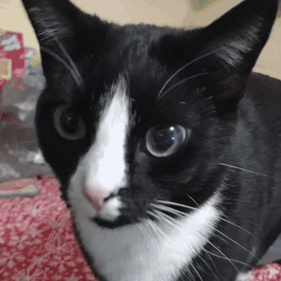 Buster Cat GIF - Buster Cat GIFs